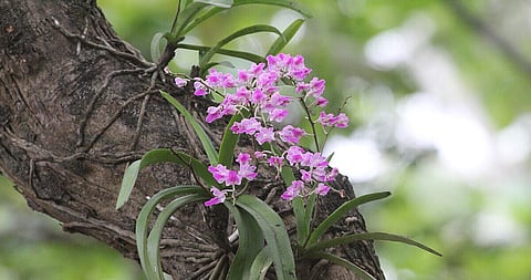 Orchid Mission