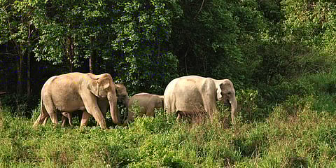 elephants 