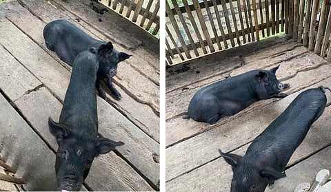 African swine fever