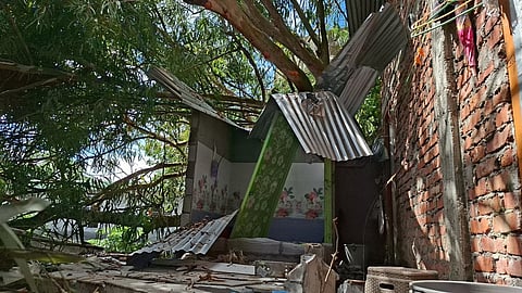  tree collapse