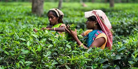 tea industry