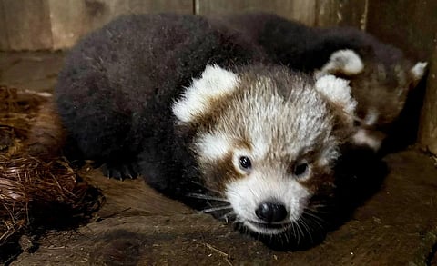 Red panda cubs