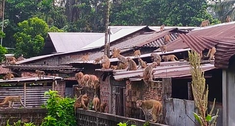 Monkeys 