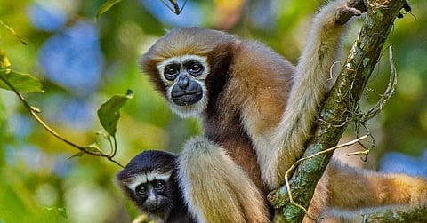 Dr. Dilip Chetry Urges India to Protect the Only Ape in India, Northeast’s Gibbons From Extinction