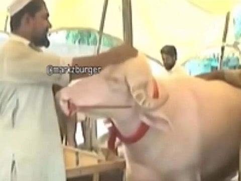 ‘Donald Trump’ the Bull? Pakistani White Bhainsa with Golden Hair and Blue Eyes Goes Viral