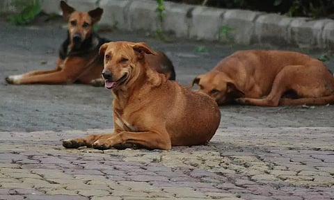 stray dog