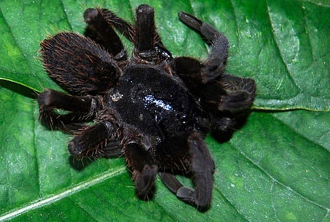 Tarantula 