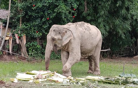 Injured elephant