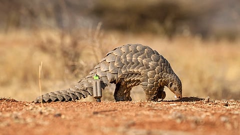 Pangolin 
