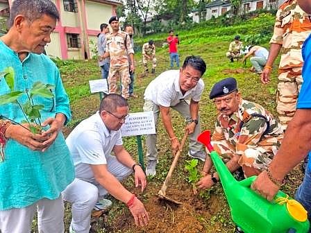 tree plantation