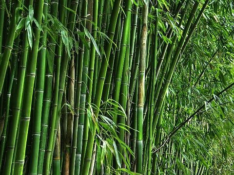bamboo economy