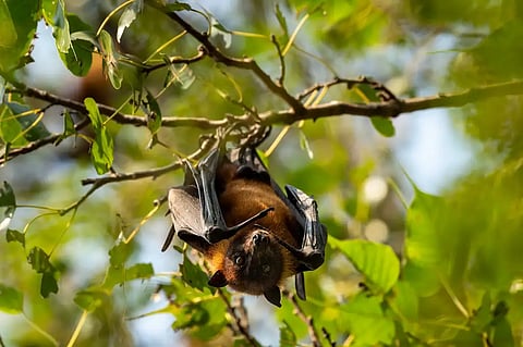 Borbadulis 