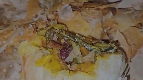 Hiss in the Puff: Telangana Woman Finds Snake in Bakery Snack, Files Police Complaint