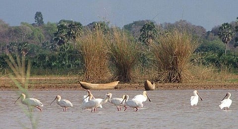 Assam: White canopy of beautiful birds in Panidihingia