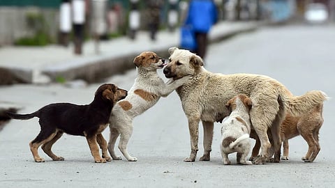 “No Feeding on Roads”: Supreme Court Issues New Guidelines on Stray Dogs 

