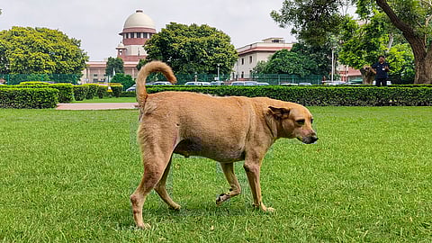 stray dogs
