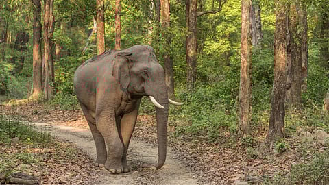 Elephant 