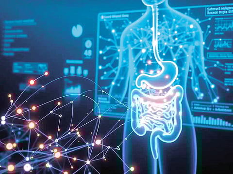 gut bacteria