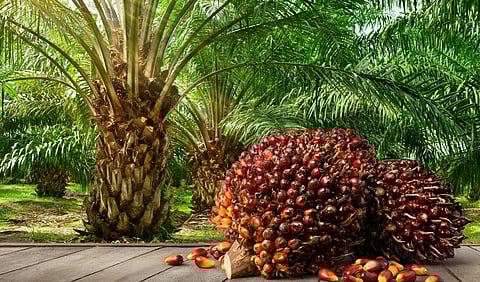  Oil Palm Mission