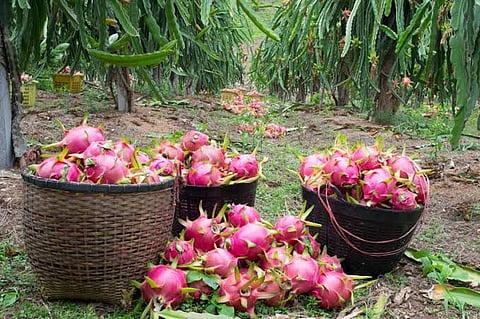 Satyendra Basumatary of Udalguri turned dragon fruit cultivation into a profitable venture.