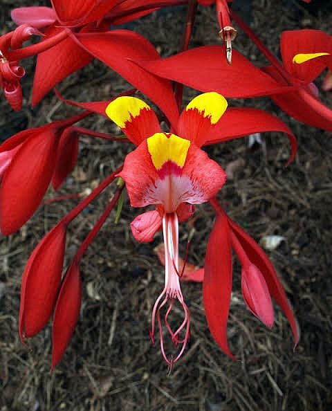 Researchers discovered rare species of orchid in Arunachal Pradesh’s Changlang district for the first time.