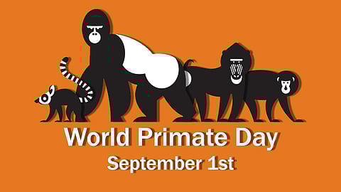 International Primate Day