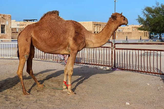 Camel Sighting in Assam Sparks Fears of Slaughter; NGO Demands Rescue.