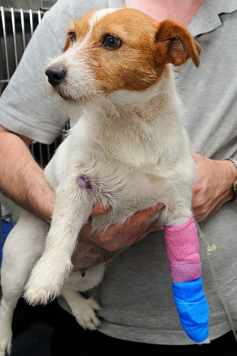 Doomdooma: Snake Doctors of Assam Save Dog from Deadly Viper Bite in Heroic Rescue