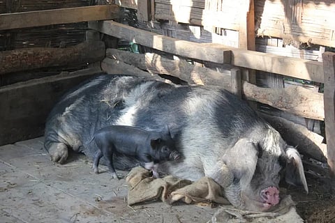 African Swine Fever