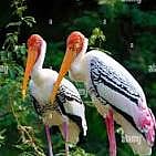 Image of Painted Storks