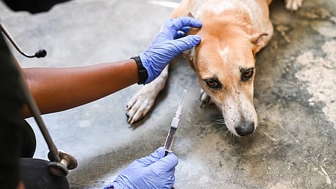 Rabies Awareness
