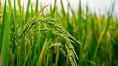 paddy procurement