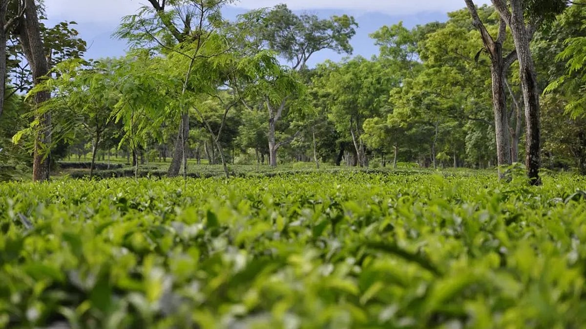 Gossainbarie TE halts operations after Nath Tea Factory Gossainbarie TE halts operations after Nath Tea Factory