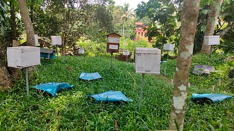 Beekeeping 