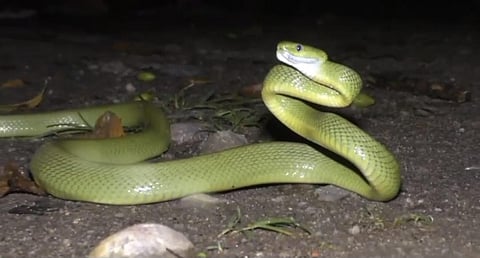 Salazar Pit Viper 