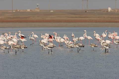 migratory bird