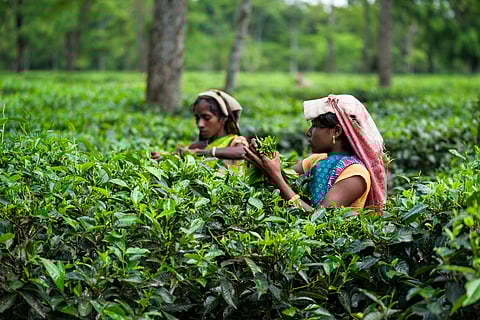 Government decision to utilize tea garden land for other purposes criticized