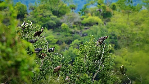 Vulture conservation awareness 