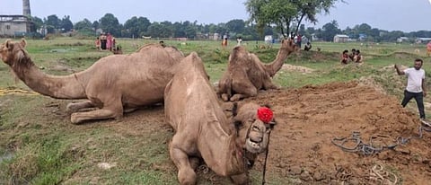 Image of the camels