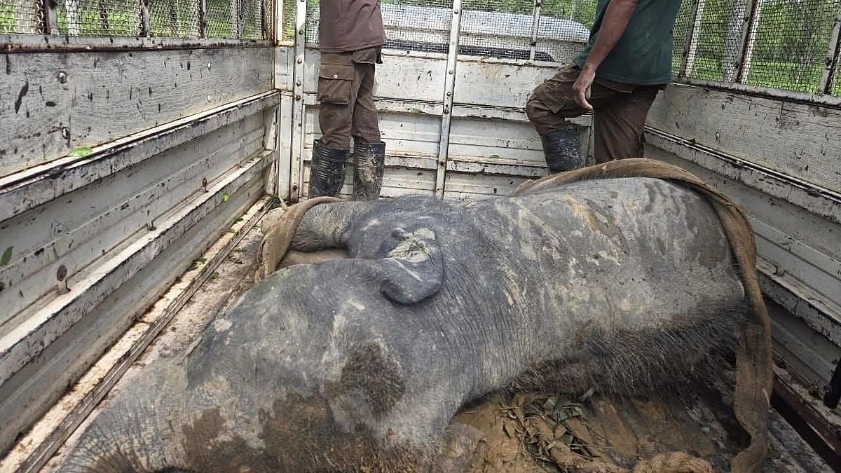 Injured elephant calf rescued from Tea Estate, shifted to Kaziranga