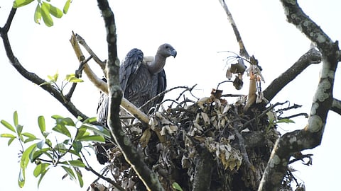 vultures