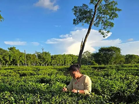 tea blossoms