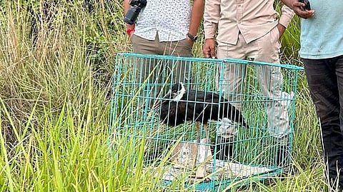 Woolly-necked stork