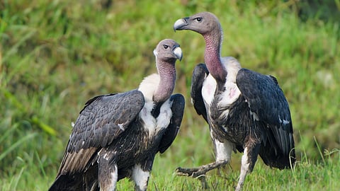  white-rumped vultures 
