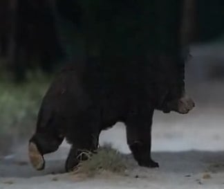 Screengrab from a video of the rare sloth bear spotted in Bagori forest range at Kaziranga
