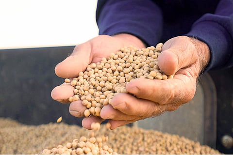 American farmers face tariff ripples on costs, market shifts 
