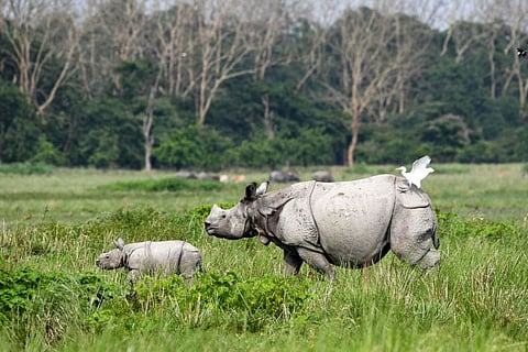 File photo of Pobitora Wildlife Sanctuary