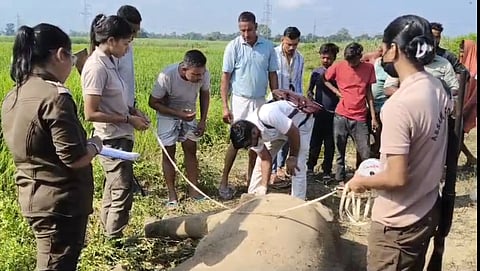 Assam: Two wild elephants electrocuted at Hojai–West Karbi Anglong border