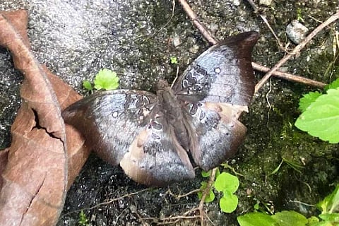 Rare butterfly ‘Spotless Baron