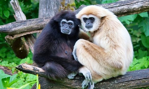 Image of two Western Hoolock Gibbon